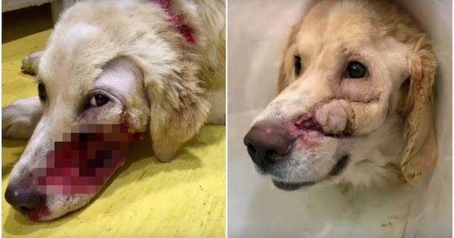 Despicable Man Shoots Dog In The Face For Being “Too Happy”