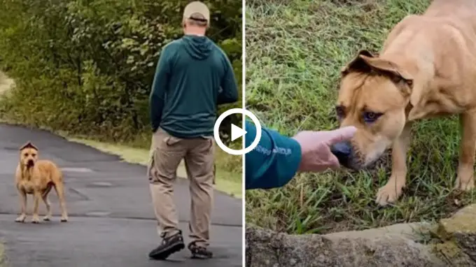 Determined Couple Spends A Year Trying To Earn Terrified Stray Dog’s Trust