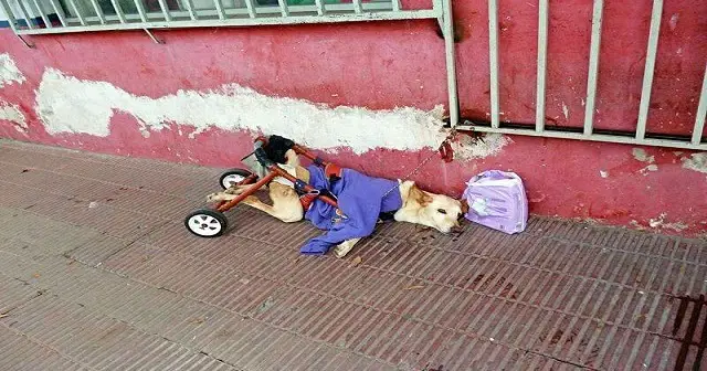 Disabled dog left on the road with a bag of diapers and a note