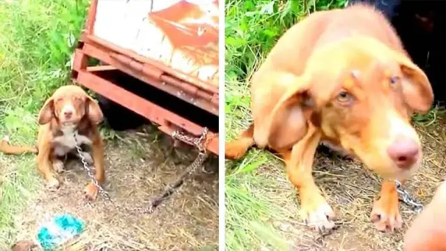 Disabled Puppy Is Rescued After Being Chained To An Old Truck And Left To Starve For 10 Days