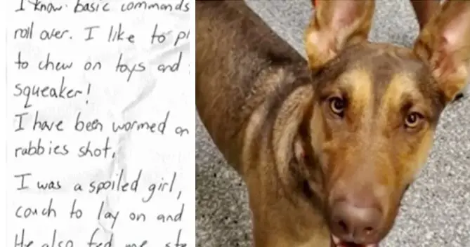 Abandoned Dog FounԀ Tied To Tree With Heartbreaking Note..