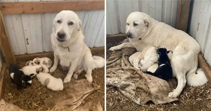 Dog Adopts Baby Goat That Was Rejected By Her Mother, Feeds Her Like One Of Her Puppies