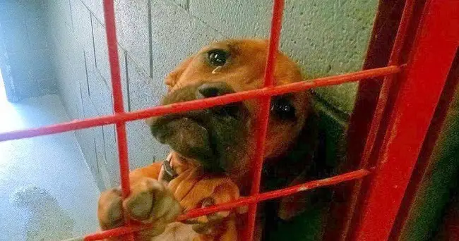 Dog Cried All Night As No One Picks Her & Shelter Shared Her Photo As A Last Resort – 75