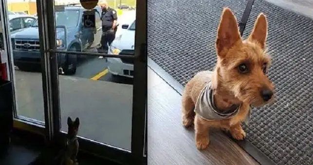 Dog Crying Inside Extremely Hot Vehicle Rescued by Bystanders at Pet Store