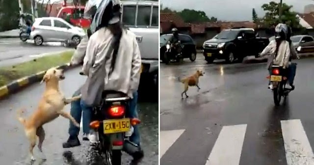 Dog desperately runs after owners after he’s abandoned