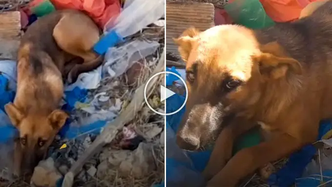 Dog Discovered in Trash Heap After Repeatedly Howling for Assistance..