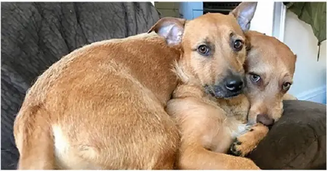 Dog Finds Her Twin On The Street And Begs Mom To Bring Him Home – 67