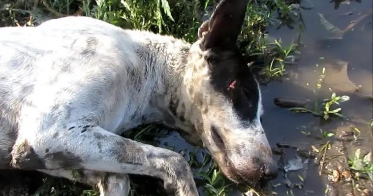 Dog Found Unconscious in a Field Makes Beautiful Recovery