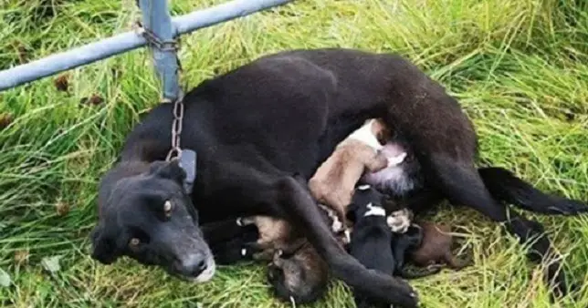 Dog Found 𝐂𝐡𝐚𝐢𝐧𝐞𝐝 To A Gate While Nursing Six Puppies – 78