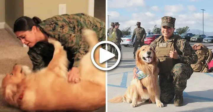 Dog Has Epic Reaction To His Marine Mom’s Surprise Homecoming