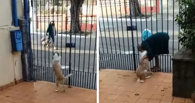 Dog Has The Sweet Routine With H.o.m.e.l.e.s.s Man Who Comes To Visit Her Every Day