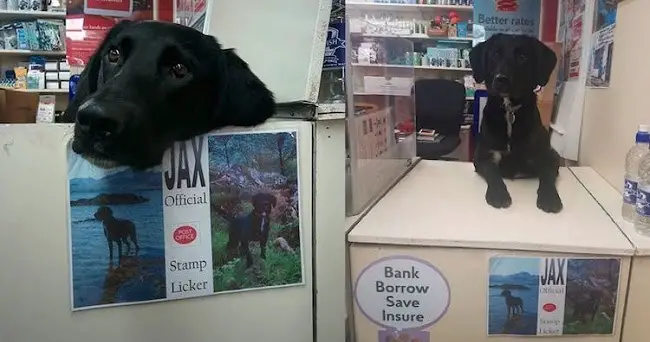 Dog Hired At The Post Office Is Given The Most Adorable Role Ever – 107