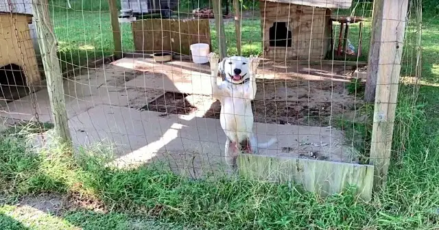 Dog Hungry for Attention Wags Tail at Every Passerby, Hoping They’ll Set Him Free