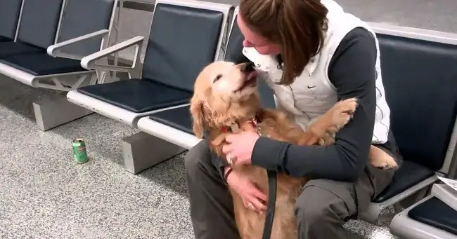 Dog Can’t Stop Crying With Joy When She Is Reunited With Her Soldier Mom – 82