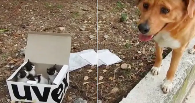 Dog Leads Rescuer to Kitten Litter Box, Decides To be Their Dad