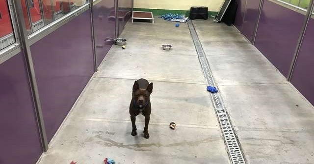 Dog Left All Alone At Shelter After Every Other Dog Is Adopted