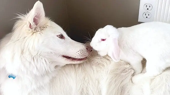 Dog Lets His Bunny Sister Hop All Over Him