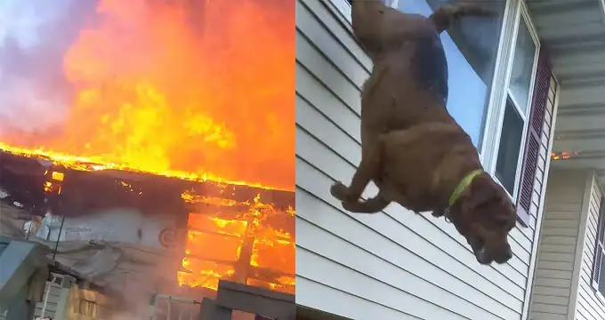 Dog makes daring leap out of window to escape burning home