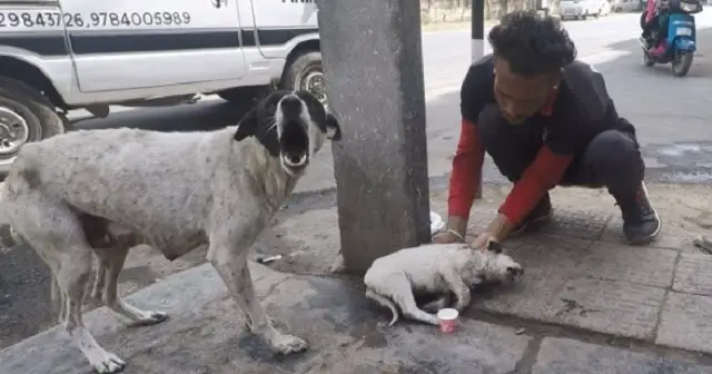 A Crying out of a Dog Mama for help to humans shows a strong trust towards everyone who stops by to help her with her puppy