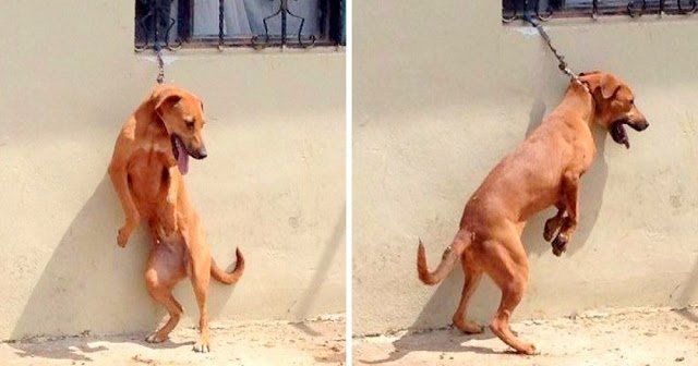 Dog On Short Chain Made To Stand On Back Legs All Day – Cries In The Heat Every Day