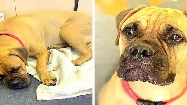 Dog on tears walks 125 miles to find owner who left her alone