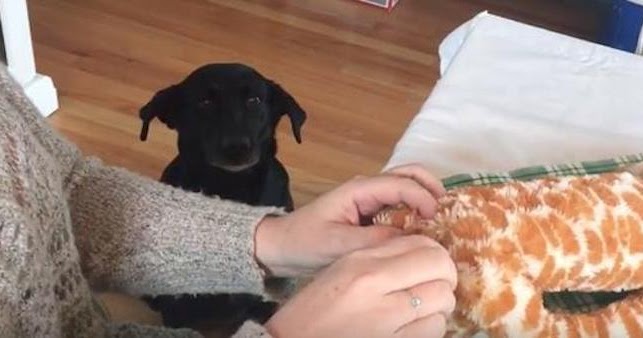 Dog Patiently Waits for Beloved Toy to be Repaired