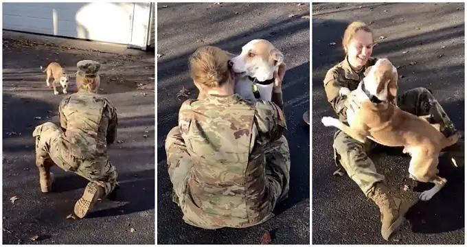 Dog Recognize His Military Mom After He Gets A Whiff Of Her Scent