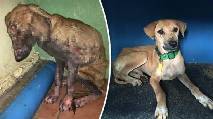 Amazing recovery: Dog goes from maggot-riԀԀleԀ to beautiful pet