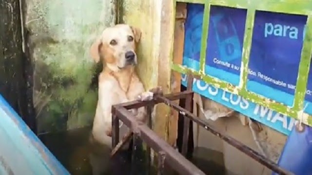 Dog Desperately Clinging To Wall Rescued From Hurricane Eta Floods