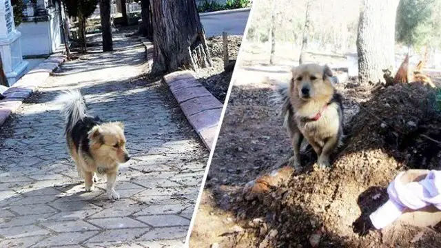 Dog runs from his owner every morning—when he finds out his dog went to his dad’s grave, it breaks his heart