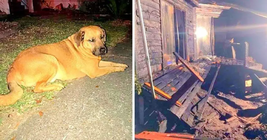 Dog Runs Inside As House Is Covered In Flames, Wakes Up Dad And Saves His Life