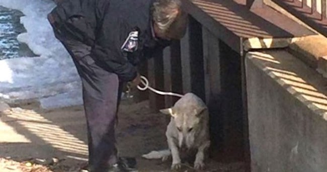 Officer Saves Freezing Dog Struggling To Survive, But That’s Not Even The Best Part Of The Rescue – 122