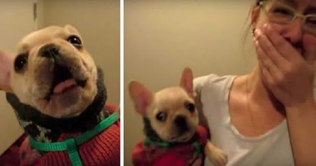 Girl Says ‘I Love You’ To Dog – Then He Says ‘I Love You’ Back – 84