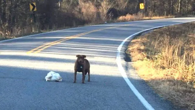 Dog Spotted With Frozen Thanksgiving Turkey Proudly Displays Her Find