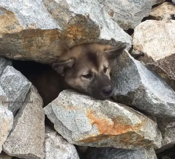 Dog Buried In Giant Pile Of Rocks, Rescue Story Touched Millions Of Hearts