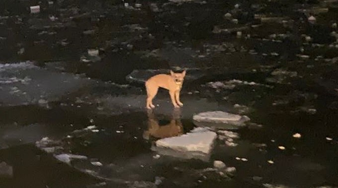 Dog That Was Lost In The Middle Of A Frozen Lake Is Saved Just In Time