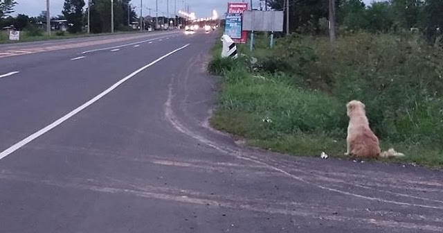 Dog waits 4 years in the same spot near the road, waiting for his family