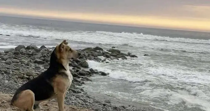 Dog waits for his d/e/a/d fisherman owner everyday