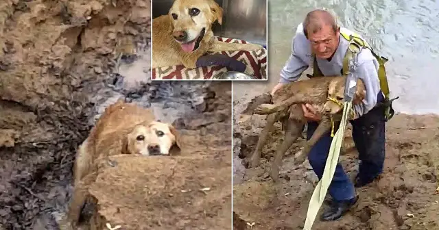 Dog was stuck in a river for days. The moment rescuer is finally able to free it’s emotional