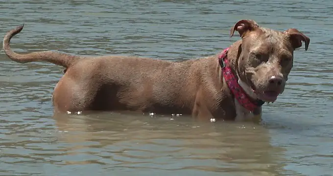 Dog who fell off shrimp boat found alive days later after swimming six miles to shore