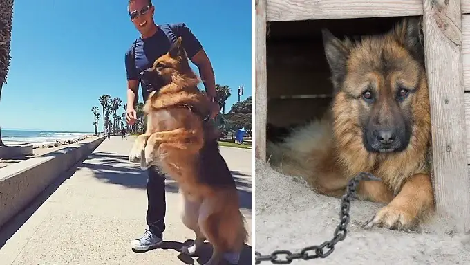 Dog Who Spent Years Chained Up Sees Ocean First Time..