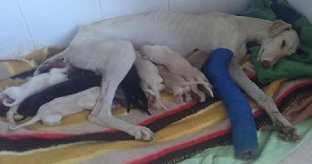 Dog With Broken Leg Leads Vets Two Miles To Her Puppies – 70