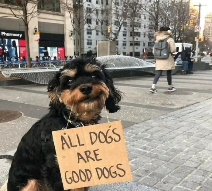 Popular Dog Gives Advice To People On How To Treat Dogs