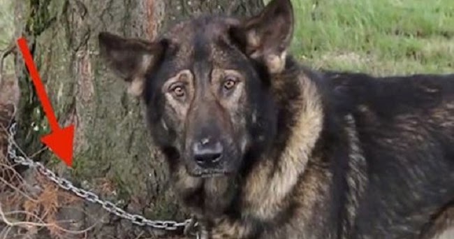 Dogs Who Lived Their Whole Lives Chained Are Finally Freed