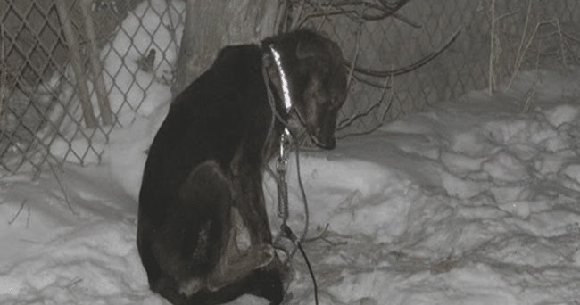 Dogs Left Outside In The Cold Have ԀieԀ And Been Found ‘Frozen Solid’