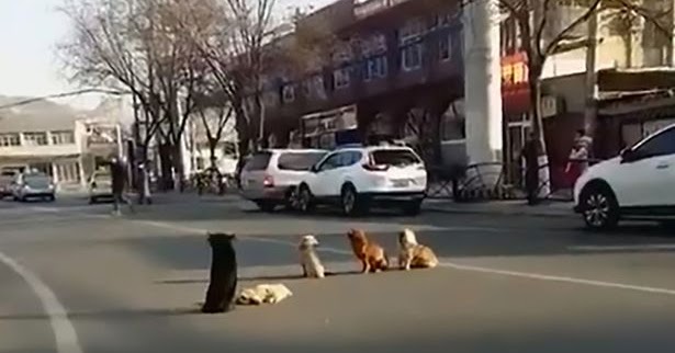 Drivers Notice Four Dogs Blocking Traffic Because Their Friend Is Down