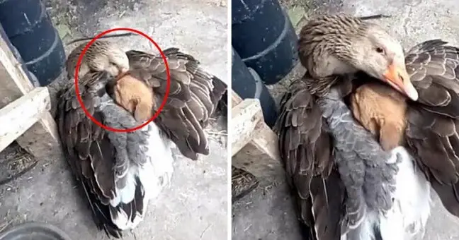 Goose Saves Stray Puppy From Freezing Weather By Warming Him Under Its Wings – 66