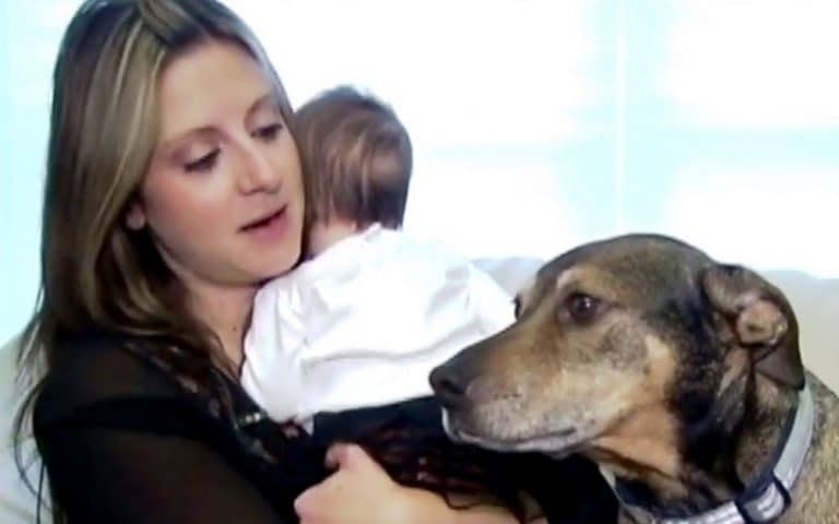 Panicked Dog Wakes Up His Family Just In Time To Save Their Baby’s Life