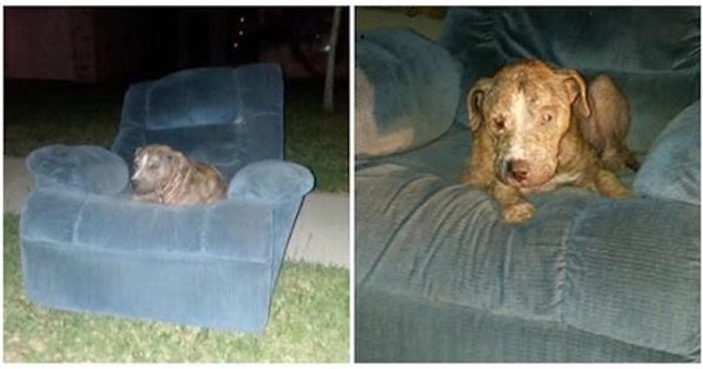 Bait Dog Finds Comfort In An Old Armchair