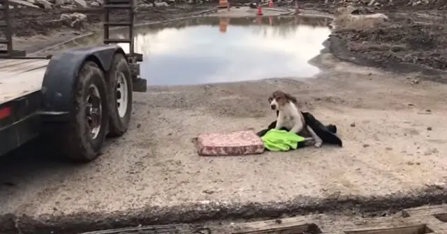 Dumped Dog Who Couldn’t Stand Up, Waiting For Help